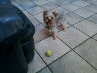 Dog and Pingpong ball