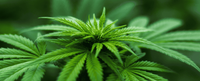 Cannabidiol - CBD Retail